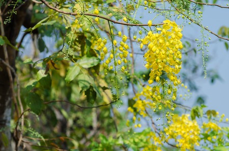 Golden Shower Tree, Yellow flowers in the tropics Thailandの写真素材
