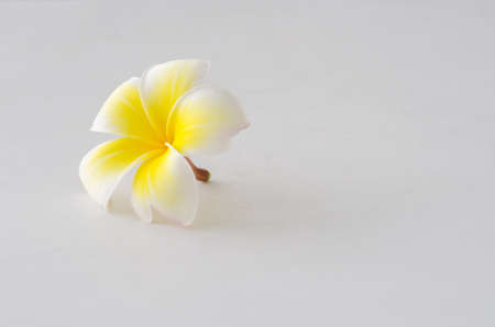 White frangipani (plumeria) tropical flowers on table.の写真素材