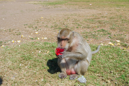 Monkey still with a food outdoor
