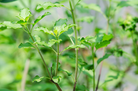 Ocimum tenuiflorum L. in the garden (Holy basil, Sacred basil)の写真素材