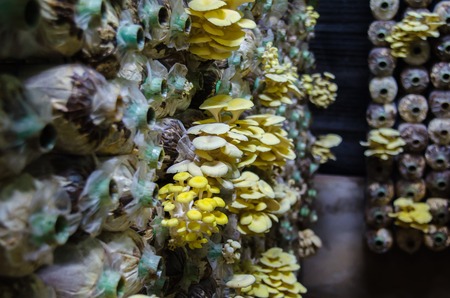 Mushrooms growing in an agriculture farmの写真素材