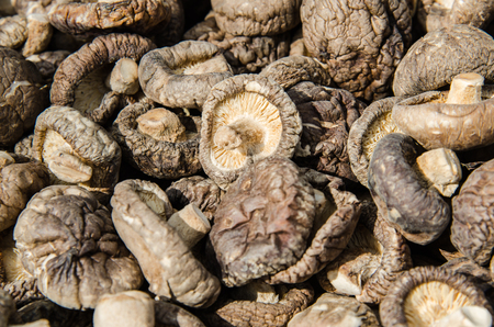 Mushrooms dry by sunlight raw material for cooking and medicinの写真素材