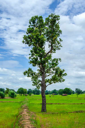 Green tree with cloud and sky outdoorの写真素材