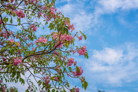 Pink trumpet tree flower blooming in summer, Tabebuia rosea flower.