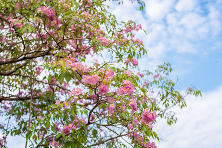 Pink trumpet tree flower blooming in summer, Tabebuia rosea flower.
