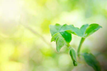 Closeup small flower of green grass in nature field with soft warm light