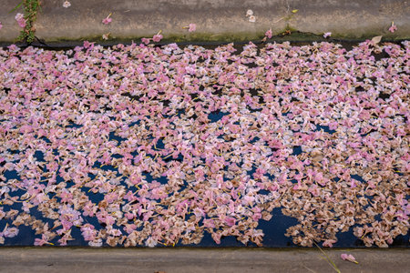 Pink trumpet tree flower blooming in summer, Tabebuia rosea flower.の写真素材