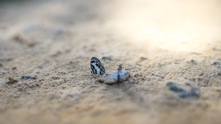 Selective focus of butterfly on groundの写真素材