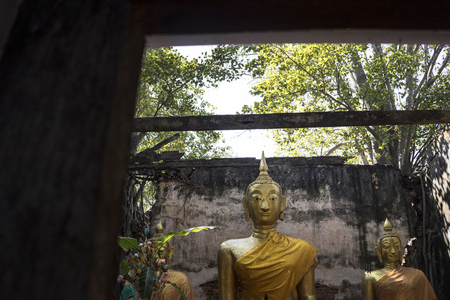 Unseen Thailand, Buddha in old church with tree at Wat Sang Kratai Ang Thong Province,Thailandの写真素材