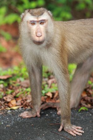 monkey