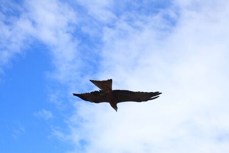 hawk to fly.の写真素材