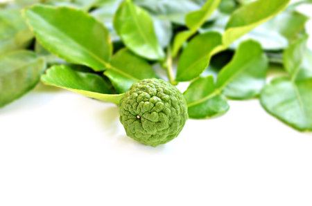 Bergamot fruit on white background, Kaffir lime leavesの写真素材