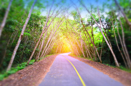 Asphalt road in forest with sun rays and blue sky background.の写真素材