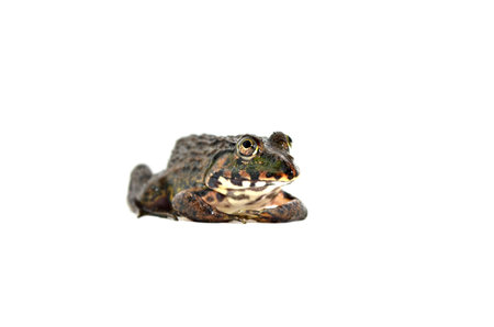 Frog isolated on white background. (Pelophylax ridibundus)の写真素材