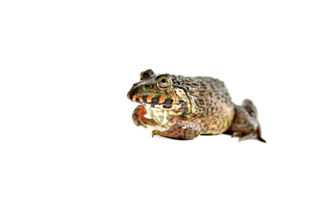 Frog isolated on white background with clipping path. Close up.の写真素材