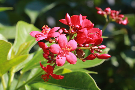 Red Flower in the gradenの写真素材