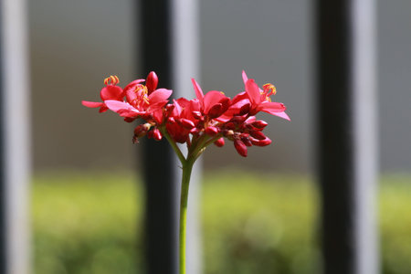 Flower in the gardenの写真素材