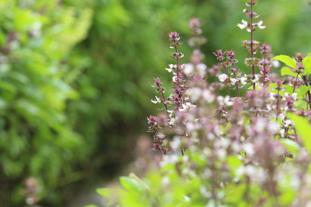 Fresh basil flower plant in garden backgroundの写真素材