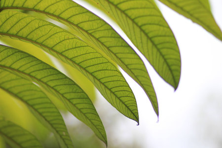 green leaves background