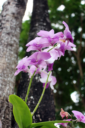 Orchid flower in white-purple on bokeh background blurの写真素材