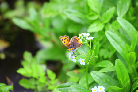 Butterfly on flowerの写真素材