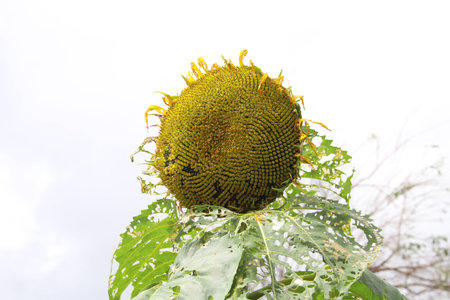 Sunflower insect bitesの写真素材