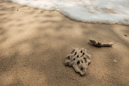 Coral on the beachの写真素材