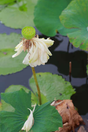 Withering lotus petals in the lake の写真素材