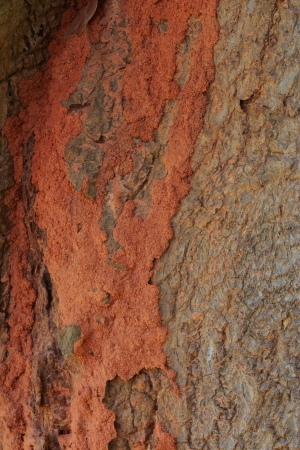 Wood background