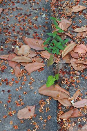 Leaves on the road 