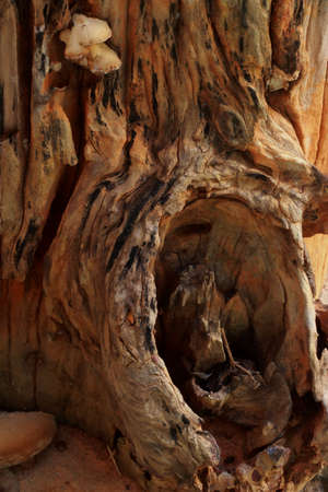 Background bark