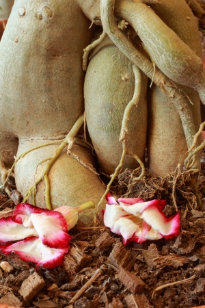 Natural tree root の写真素材