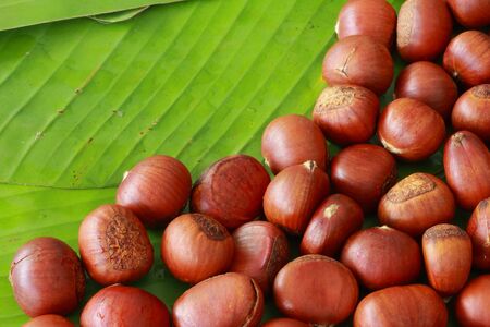 Chestnut seed on banana leaves の写真素材