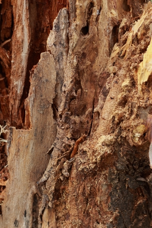 Bark backgroundの写真素材