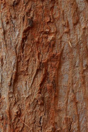 Old wood background の写真素材