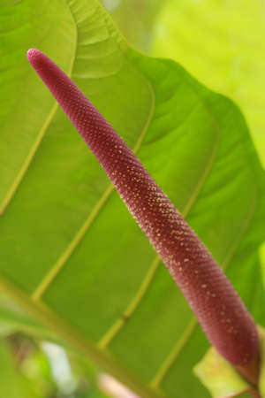 Seedling leaf green background