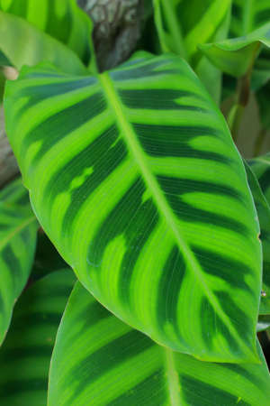 Green Leaves の写真素材