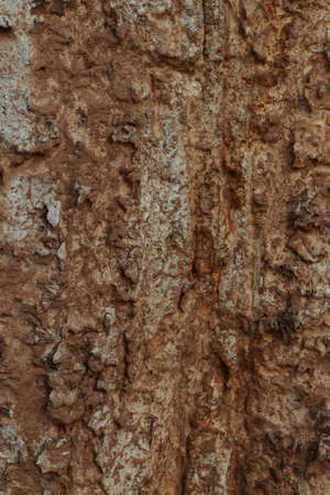  Tree background 