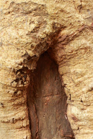Old wood background 