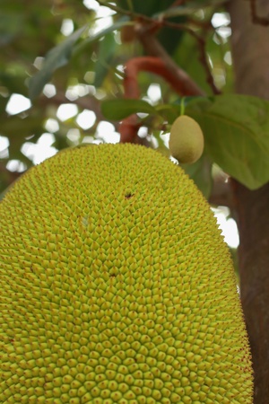 Breadfruits on the tree