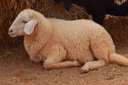 Sheep の写真素材