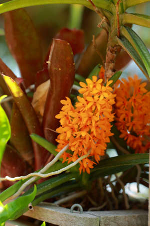 Orange orchids の写真素材