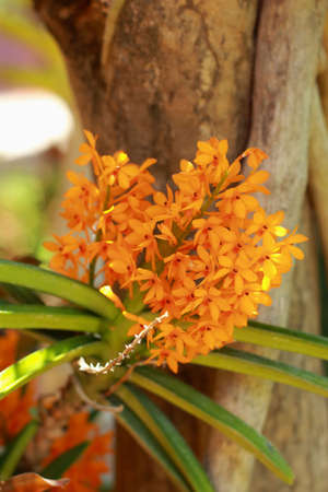 Orange orchids の写真素材