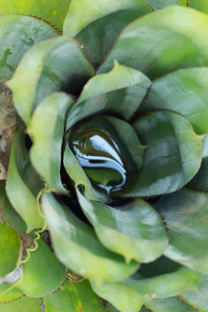 Stone Roses の写真素材