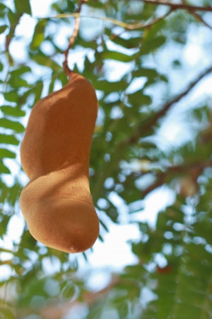Tamarind tree の写真素材