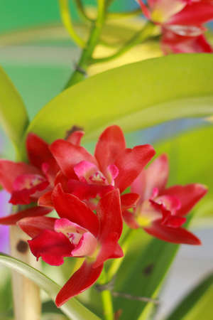 Orchid - red flowers の写真素材
