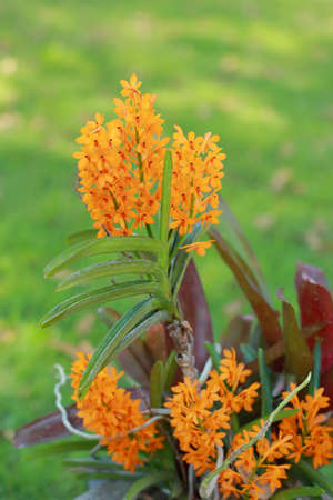 Orange orchids 