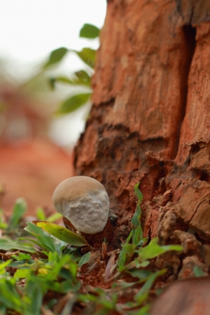 Old tree stump mushrooms の写真素材