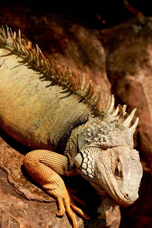 Iguanaの写真素材