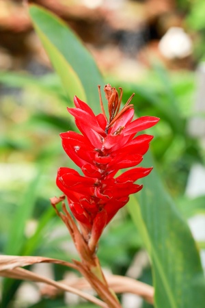 Red flowerの写真素材